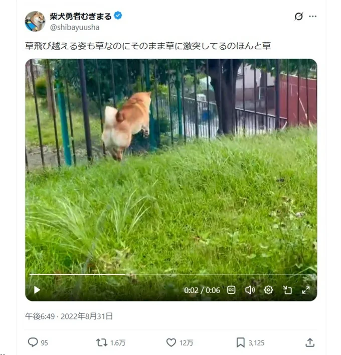 お散歩にウッキウキな様子を伝えるポスト▶︎むぎまるくんの喜びようを見てみましょう（⇒次へ）