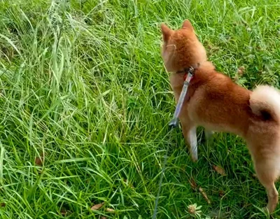 お散歩行くぞ〜▶︎犬ってこんなにジャンプするの！？（⇒次へ）