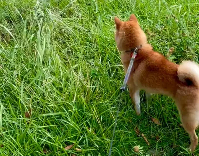 お散歩行くぞ〜▶︎犬ってこんなにジャンプするの！？（⇒次へ）