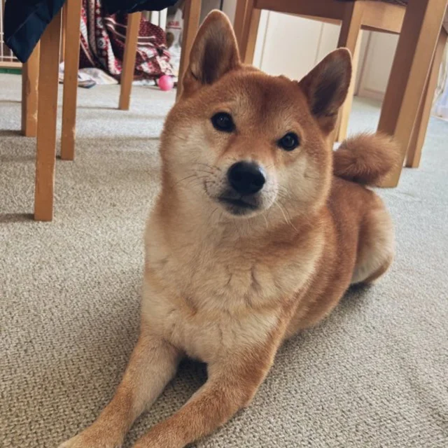 晴れの日は大ジャンプ！なのに雨の日は…柴犬の正直すぎる表情に1.4万いいね