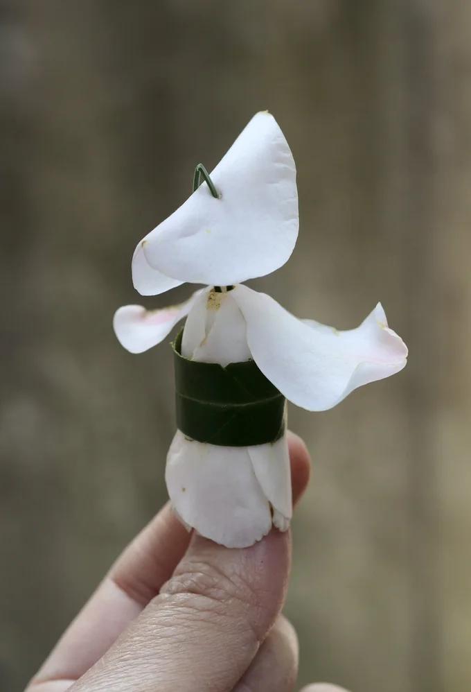 帯にしている葉も、同じツバキのものだそうです▶（次画像から室内でも始めやすく楽しめる小さな緑の世界、苔テラリウムのコミックエッセイ『ズボラでもできた 小さな緑で心が潤うお部屋づくり 苔テラリウムはじめました』が読めます）