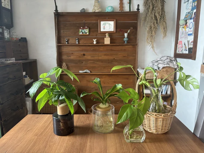 植物が好き　▶　枯れない、枯らさない、いい方法は…？