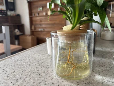 水だけで育つ観葉植物！▶水が減ったのがすぐわかるのも、枯らさずにすむ理由の一つ
