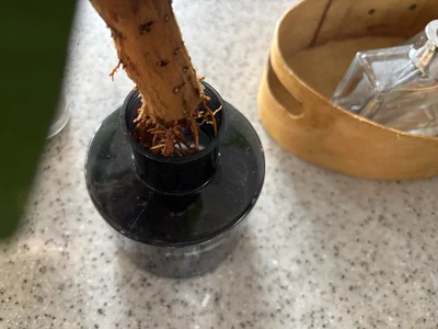 数日に一回水を換えたり、水を足したり▶土で育てていた姫モンステラの過剰葉を水栽培に