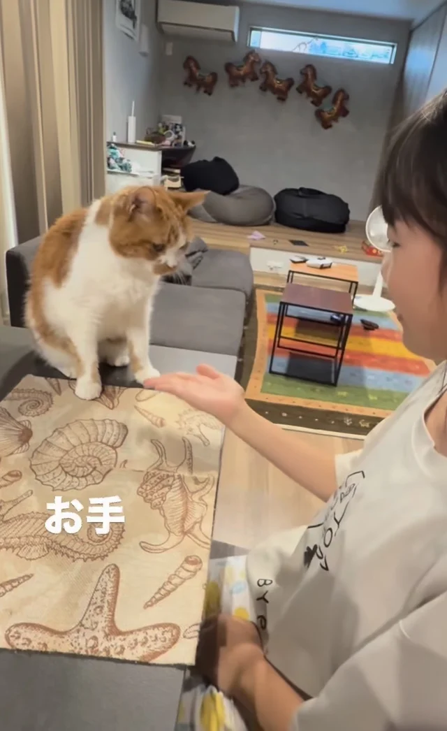「本当に猫？」犬のようなパフォーマンスを披露する猫ちゃんに80万いいね