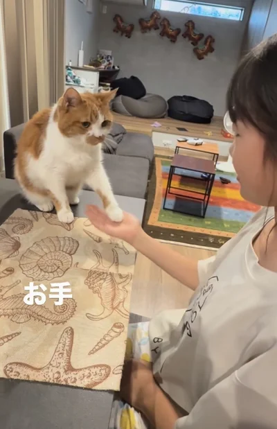 お手（⇒次へ）