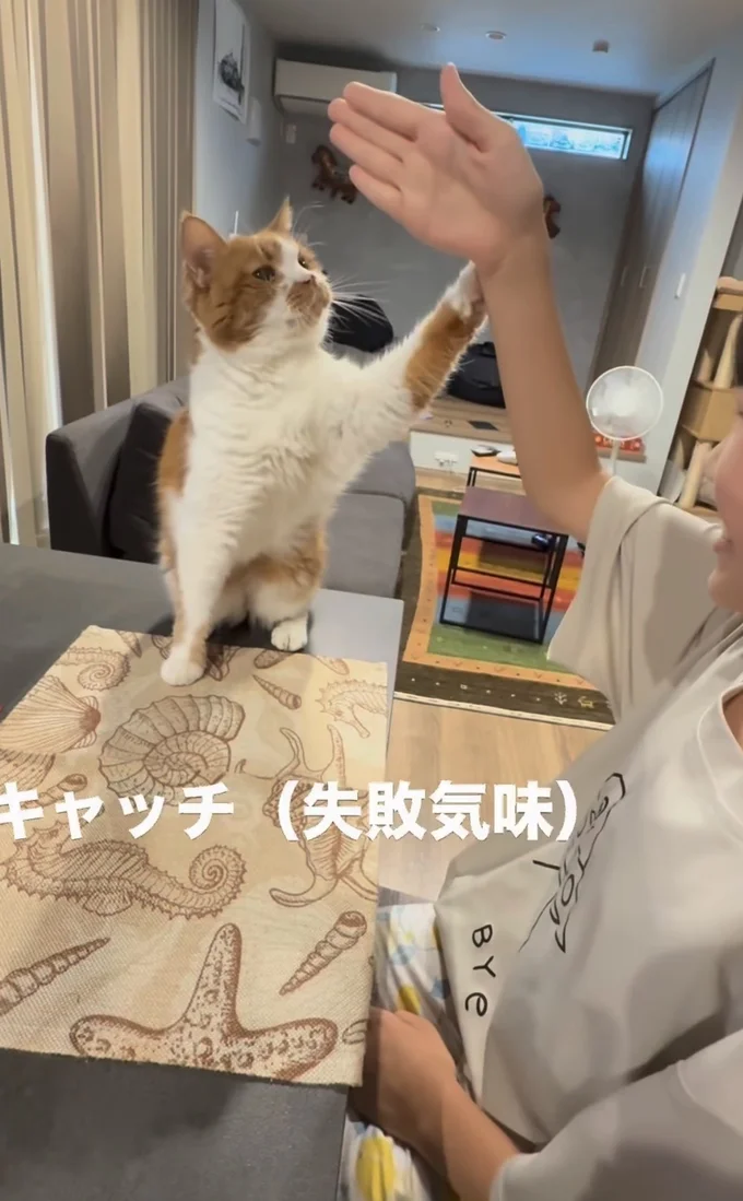 猫キャッチ!▶娘さんの手を…(⇒次へ)