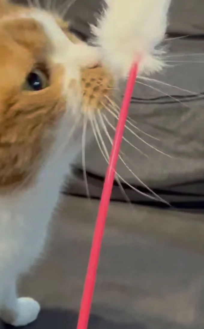 シンプルな猫じゃらしが好き▶猫じゃらしを見つけると…(⇒次へ)
