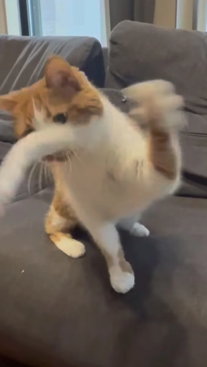 素早く飛びつく▶俊敏に…(⇒次へ)