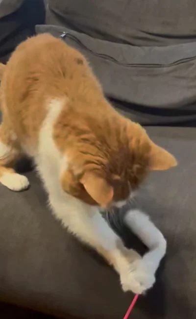 猫じゃらしをつかまえた▶開けてアピール？（⇒次へ）