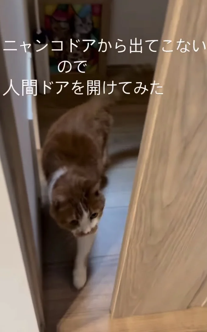 すんなり入室▶妹猫もいる(⇒次へ)