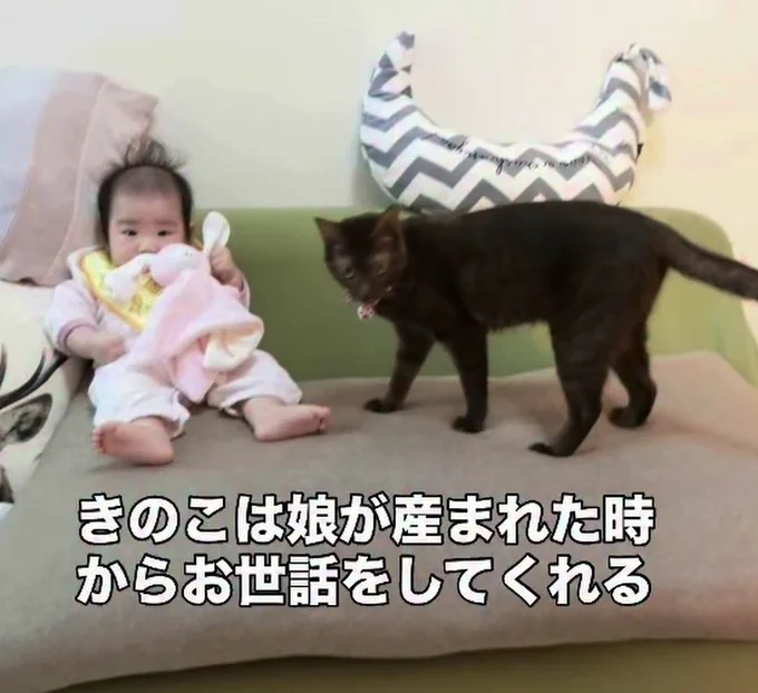 妹猫の「きのこちゃん」▶娘さんが生まれた時から一緒だった(⇒次へ)