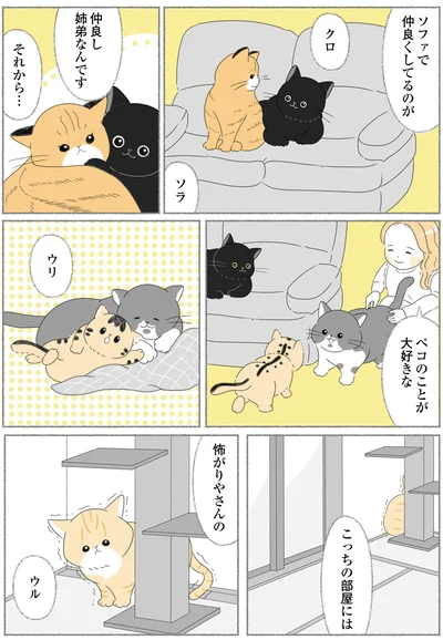 ソファで仲良くしてるのがクロとソラ