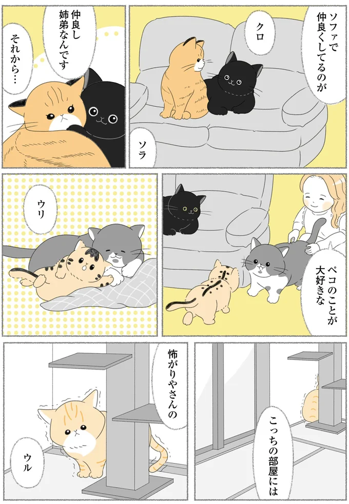ソファで仲良くしてるのがクロとソラ