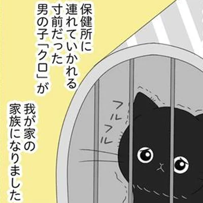 我が家へやってくることになった子猫