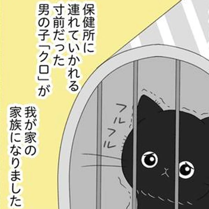 引き取り手が見つからず保健所行き!?我が家へやってくることになった子猫