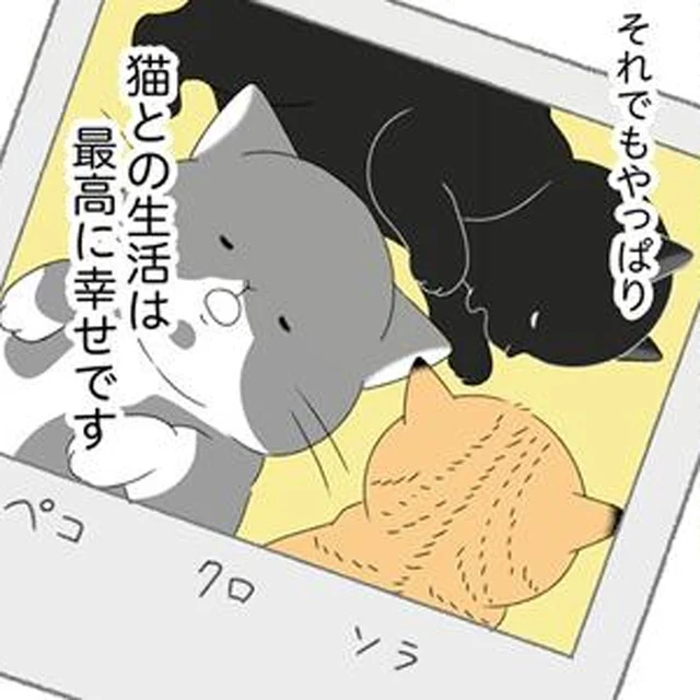 3匹目の保護猫がやってきた！体力的にも金銭的にも大変だけど、それ以上に…