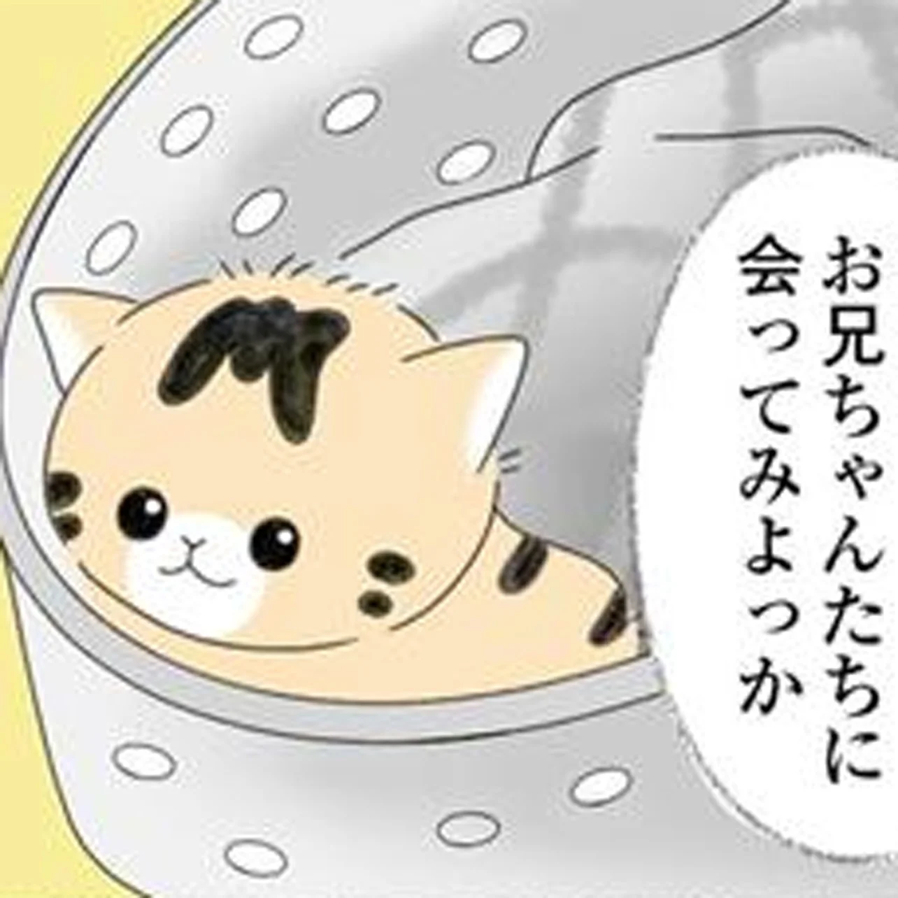 猫大好きっ子ページ 母親とはぐれた子猫が我が家へ。先住猫たちの反応にドキドキ