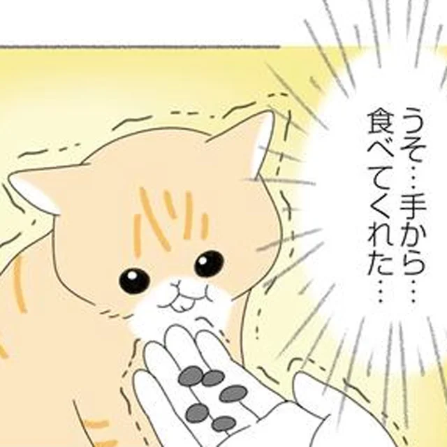 警戒心が強い5匹目の保護猫。心を開いてくれた瞬間に思わず！
