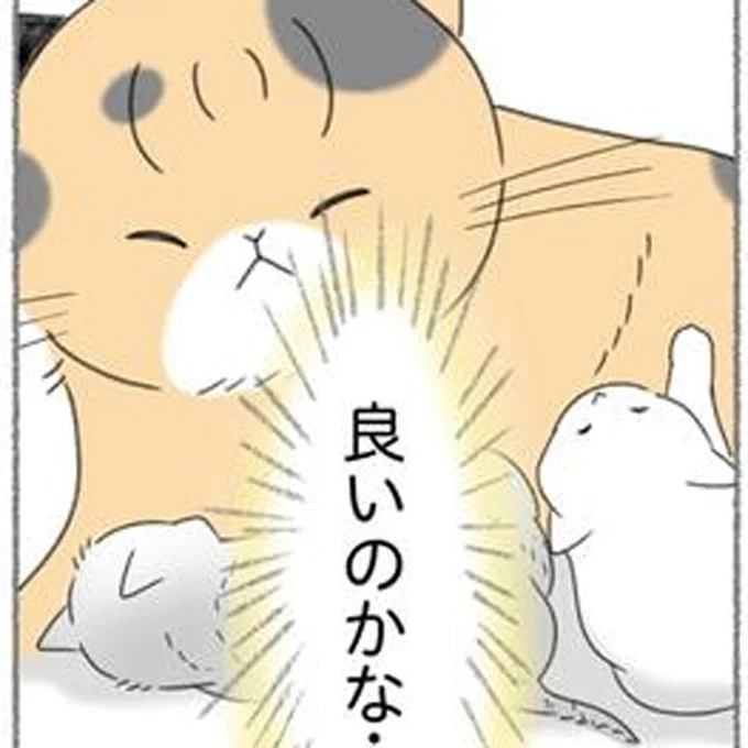 悩んだ子猫の里親探し