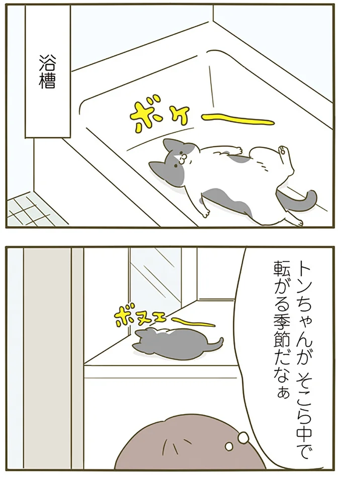 『うちの猫がまた変なことしてる。4』より
