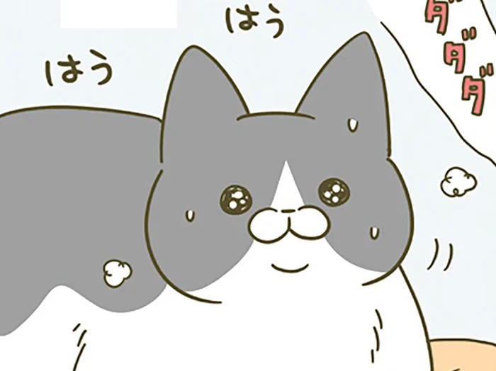 元気に遊ぶ後輩猫を観戦する先輩猫。自分は動いてないのに…？