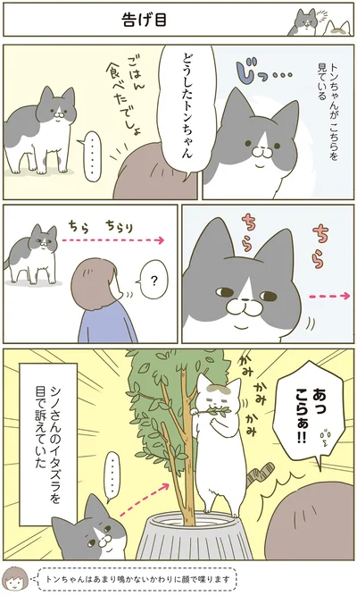『うちの猫がまた変なことしてる。4』より