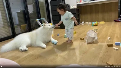 取ってこい遊びをしたい弟と難易度が高すぎて困惑するこはくちゃん▶︎どれを取ってくればよいのでしょう…（⇒次へ）