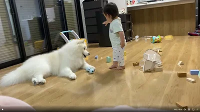 息子さんは一生懸命伝えようとしています▶︎困った表情のこはくちゃん（⇒次へ）