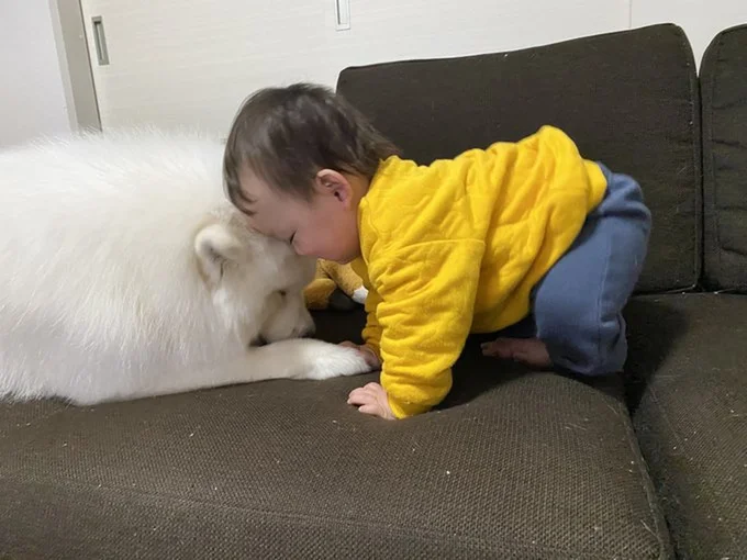 仲良く頭をくっつけるこはくちゃんとお子さま▶︎ときには疲れちゃうことも(⇒次へ)
