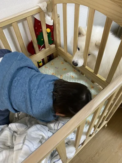 弟分のお子さまを見守るこはくちゃん▶︎ぴったんこ（⇒次へ）