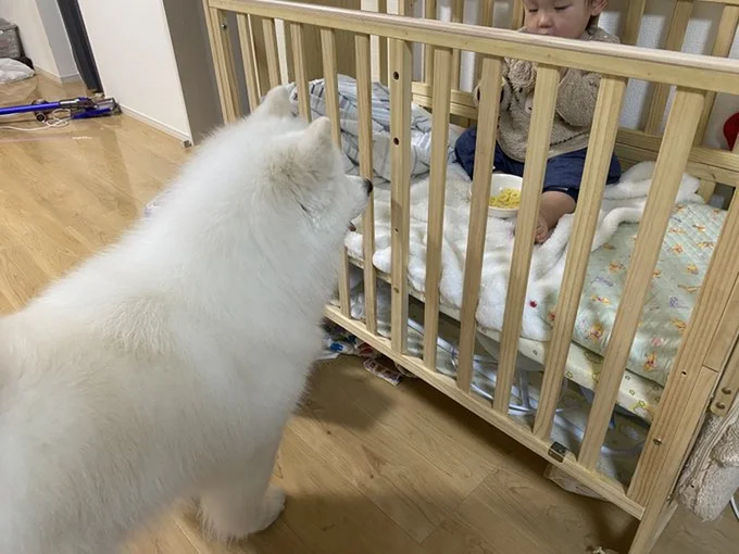 おやつを食べる弟がちょっと羨ましいこはくちゃん▶︎いつも近くで寄り添っています(⇒次へ)