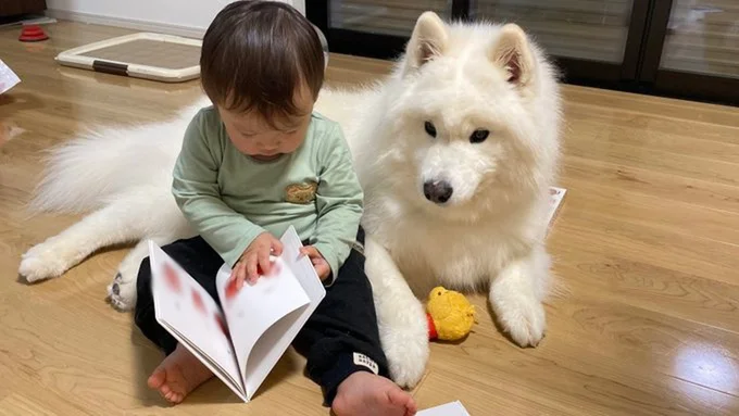突然絵本の読み聞かせを任されて、困惑するこはくちゃん▶︎頼もしい保護者の見守り（⇒次へ）