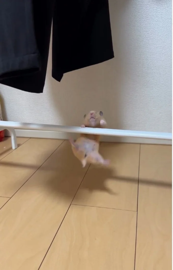 小さなしっぽ▶力尽き降りたが…(⇒次へ)