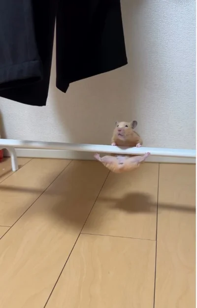 大きく開いた後ろ足▶大技に成功！？（⇒次へ）
