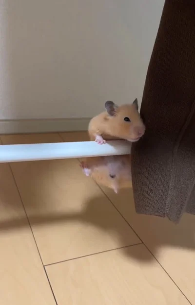 再び足を揺らす▶さらに高く上がろうとして…（⇒次へ）