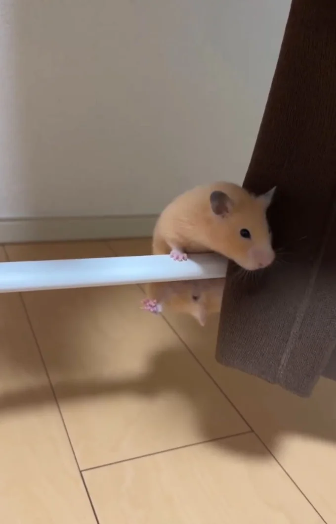 両手に力を込める▶ついに…(⇒次へ)