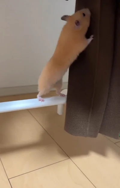 触ってみる▶じっとしてられない…（⇒次へ）
