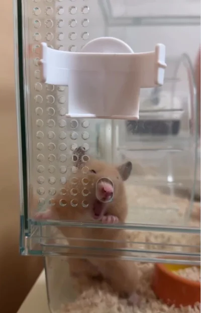 鼻を突っ込んでみる▶（次画像からハムスターを愛しすぎる飼い主が小さなかわいい相棒との日々を描いた『はむはむづくし2』が読めます）