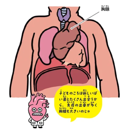 子どもの胸腺は大きい