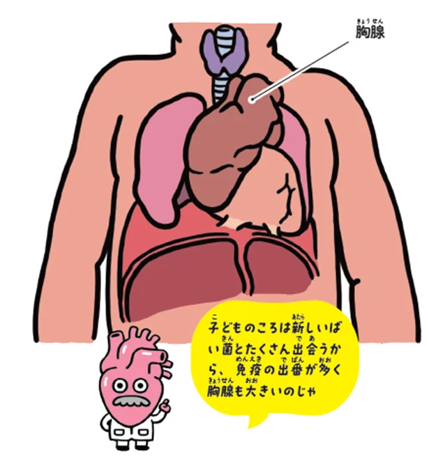 子どもの胸腺は大きい
