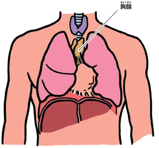 成長した大人の胸腺
