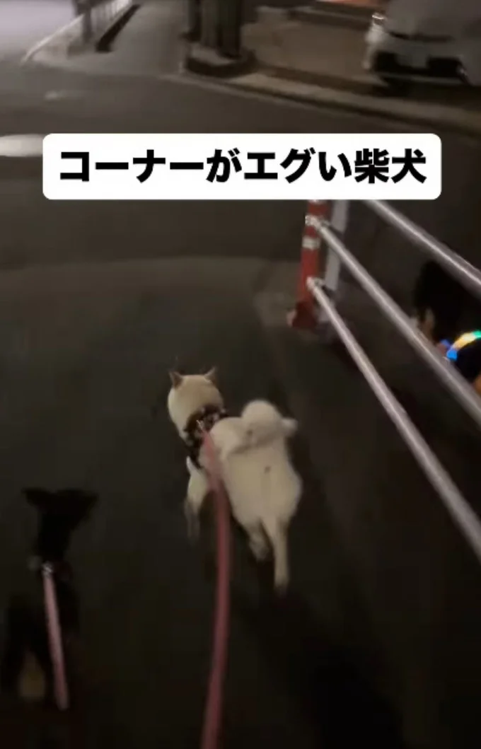 カーブで“癖の強い”曲がり方をする柴犬(⇒次へ)