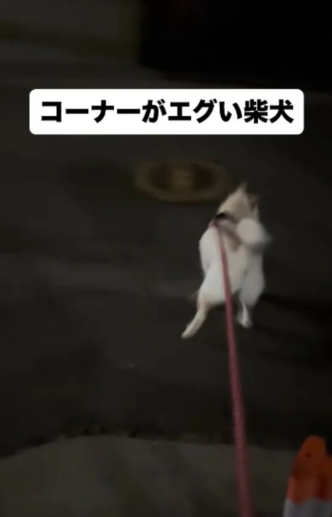 体だけ横向き▶一緒にお散歩してるワンちゃんは普通に歩くのに…(⇒次へ)