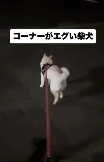 毎回サイドステップで歩くそう▶日中の散歩の様子は！？（⇒次へ）