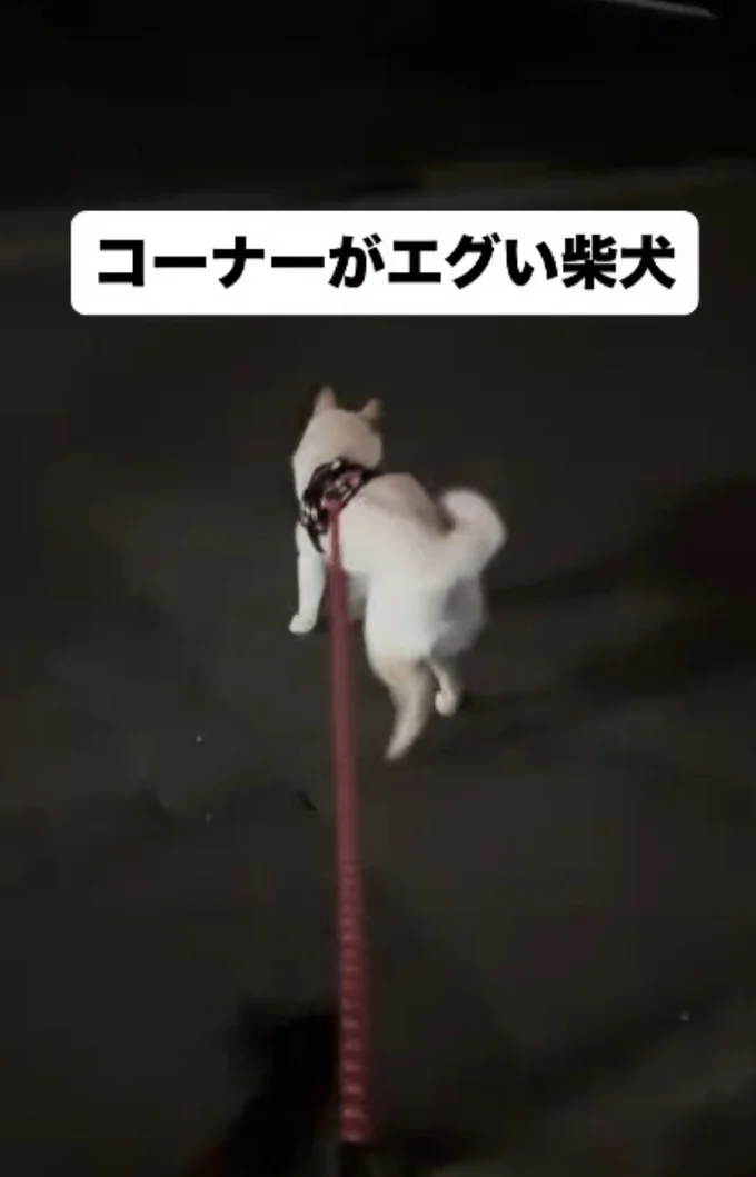 毎回サイドステップで歩くそう▶日中の散歩の様子は!?(⇒次へ)