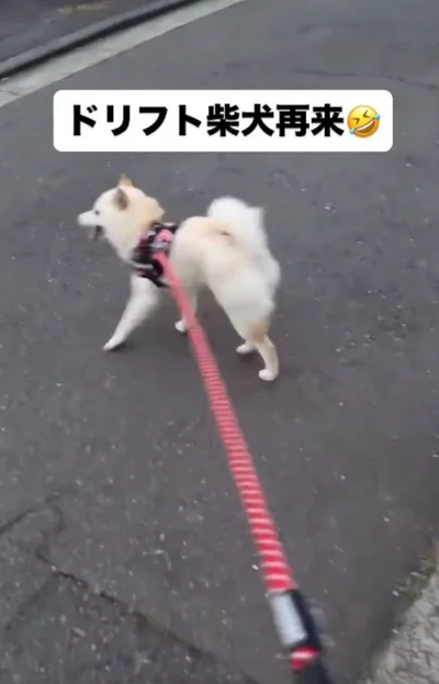 日中でもサイドステップは健在▶カメラに気付き…（⇒次へ）