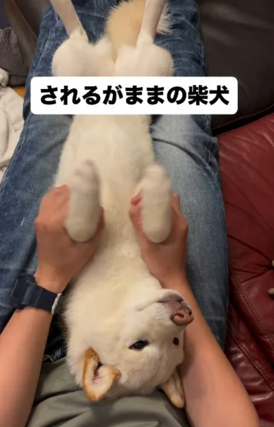 飼い主さんにダンスをさせられている▶全く動じない…（⇒次へ）