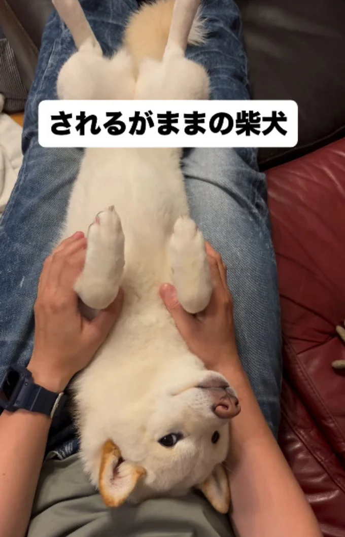 チラリ「お好きにどうぞ」▶(次画像からマイペースな柴犬のコミックエッセイ『柴犬ぽんちゃん、今日もわが道を行く』が読めます)