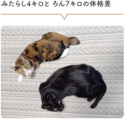 『黒猫ろんと暮らしたら7』より